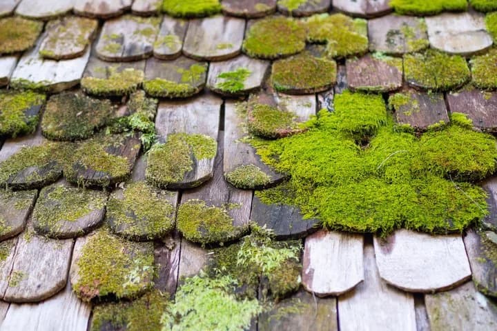 Wooden shingles with moss growing on them